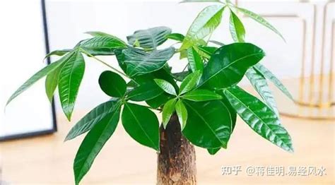 送人盆栽|7种适合送人的“植物”，它们寓意都好，而且越养越值钱